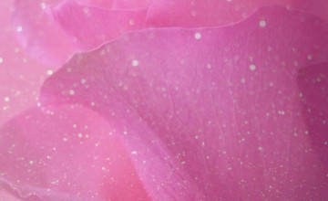 Rose Glitter iPhone Wallpapers