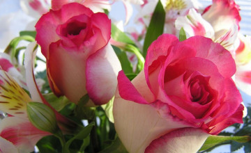 Rose Wallpapers Desktop