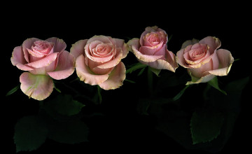 Rose With Black Background