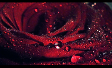 Rose with Water Drops
