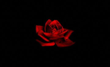 Roses Backgrounds