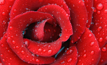 Roses HD
