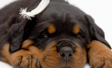 Rottweiler Dog