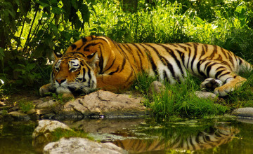 Royal Bengal Tiger Wallpapers