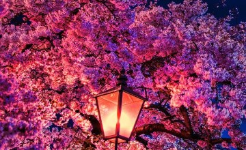 Sakura Night Wallpapers