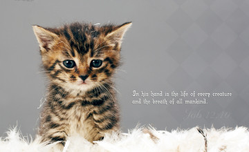 Scripture Wallpapers with Cat Pictures