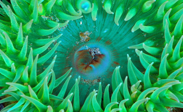 Sea Anemone Wallpapers