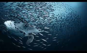 Sea Creatures Wallpapers