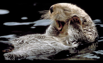 Sea Otter Wallpaper