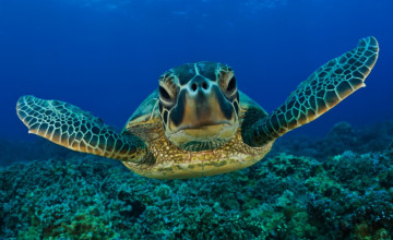 Sea Turtle HD Wallpapers