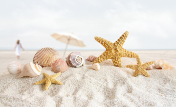 Seashell Wallpapers for Computer