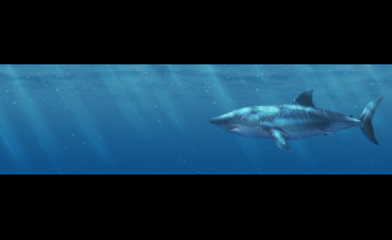 Shark Dual Monitor Wallpapers