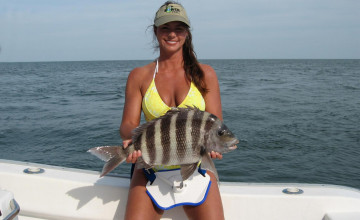 Sheepshead Wallpapers