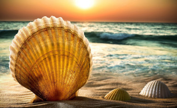 Shell Wallpapers