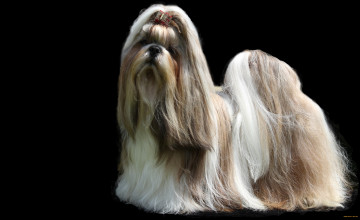 Shih Tzu Wallpapers for Computers