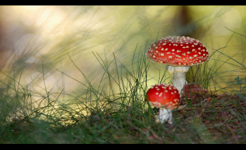 Shrooms Wallpapers