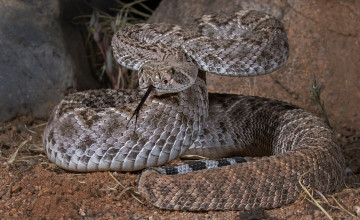 Sidewinder Wallpapers