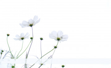 Simple Desktop Wallpapers