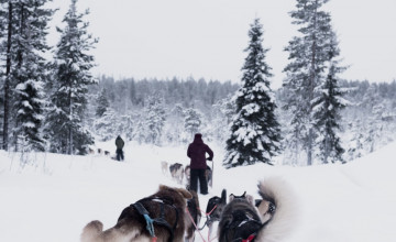Sled Dogs Wallpapers