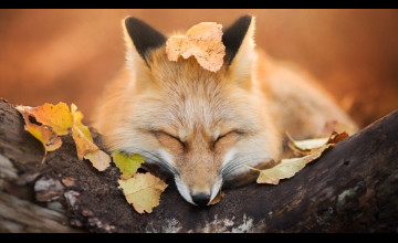 Sleeping Fox Wallpapers