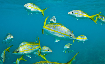 Snapper Wallpapers