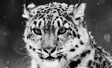 Snow Leopard Backgrounds