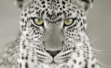 Snow Leopard Hd