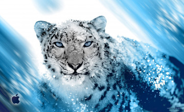 Snow Leopard Pictures Wallpapers
