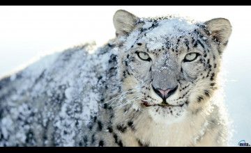 Snow Leopard Wallpapers 1080p