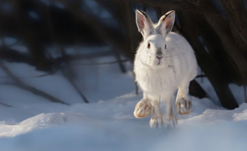 Snow Rabbit Desktop