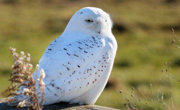 Snowy Owl Wallpaper and Screensavers