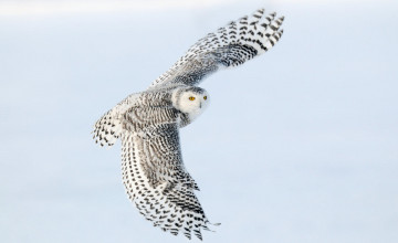 Snowy Owl Wallpaper HD