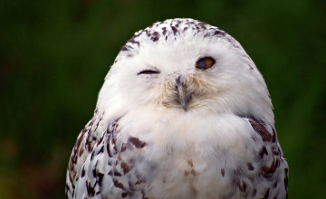 Snowy Owl Wallpapers