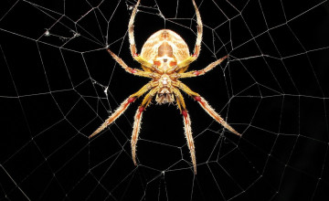 Spider Web HD