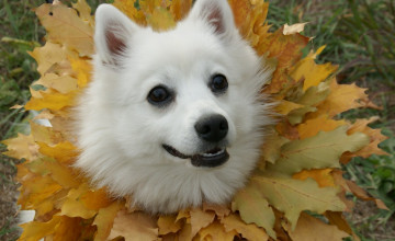 Spitz Wallpapers