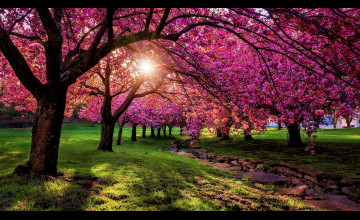 Spring 4k Wallpapers
