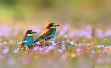 Spring Birds and Flowers Wallpaper