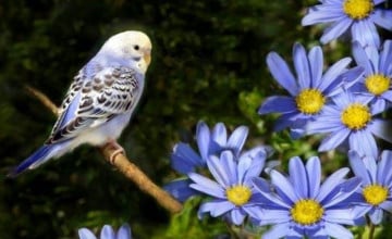 Spring Birds Desktop Wallpaper