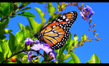Spring Butterfly Desktop