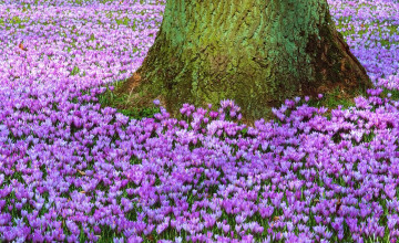 Spring Desktop Wallpapers Amazing Collection
