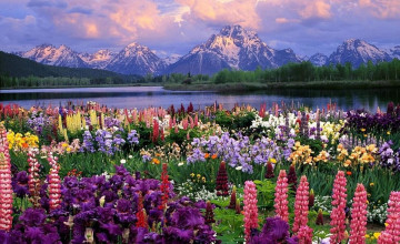 Spring Desktops Backgrounds
