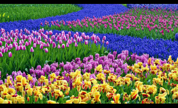 Spring Flowers Computer Desktop Wallpapers