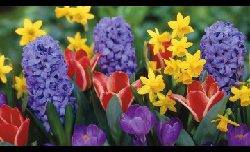 Spring Flowers Wallpapers Desktop Backgrounds