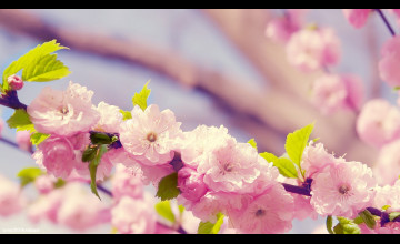Spring Flowers HD