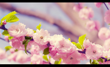 Spring Flowers Wide Wallpapers