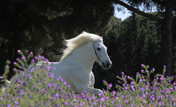 Spring Horse Images