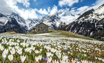 Spring in the Alps Wallpaper