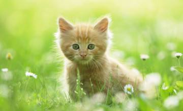 Spring Kittens Desktop