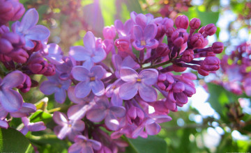 Spring Lilacs Desktop Wallpaper