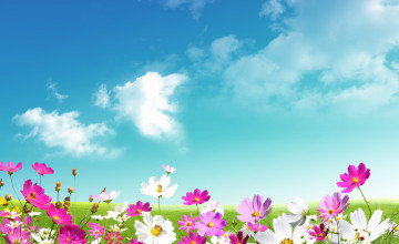 Spring Pictures Wallpaper Free